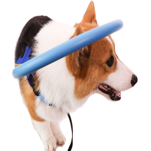BrightGuide Bumper Collar Harness For Blind Dogs Daily Walk