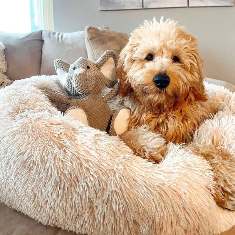 Panier apaisant pour chien