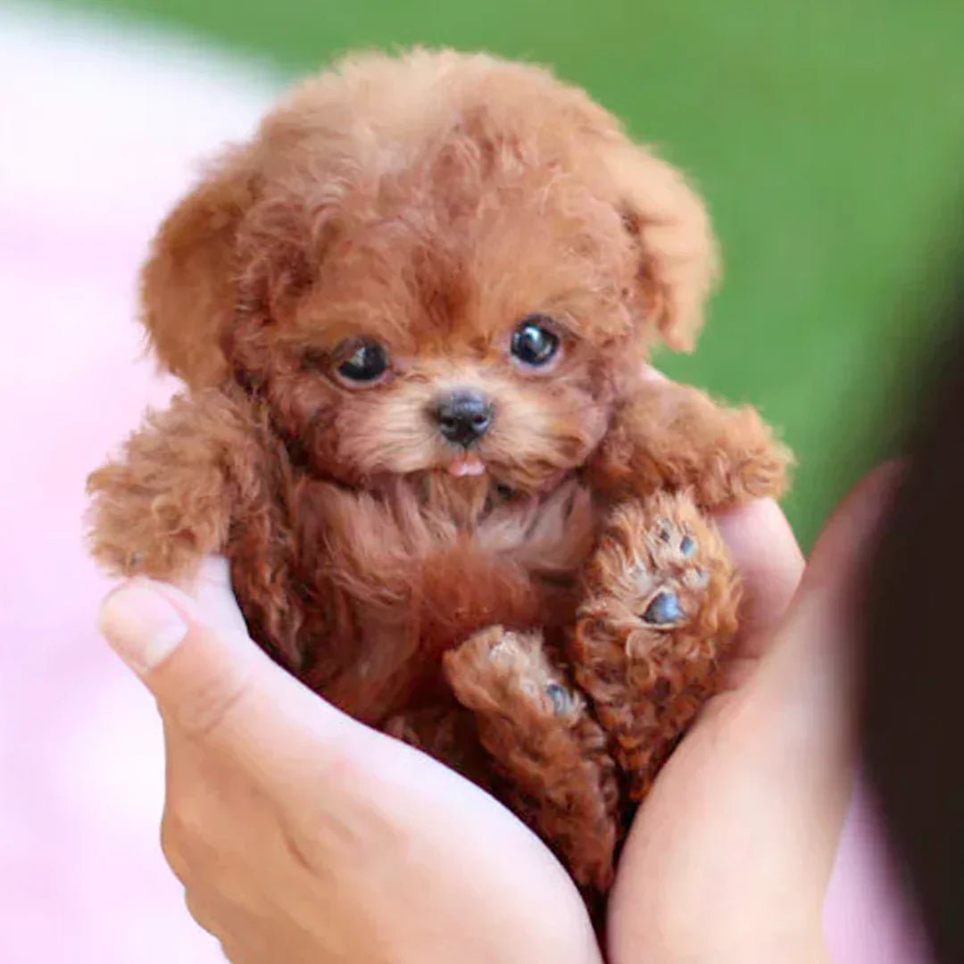 Davy | FurMotion Friend – Lifelike Plush Dog for Children & Collectors