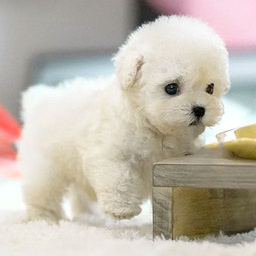 Davy | Interactive Plush Puppy - Realistic Stuffed Animal for Children and Adults with Movements and Sounds