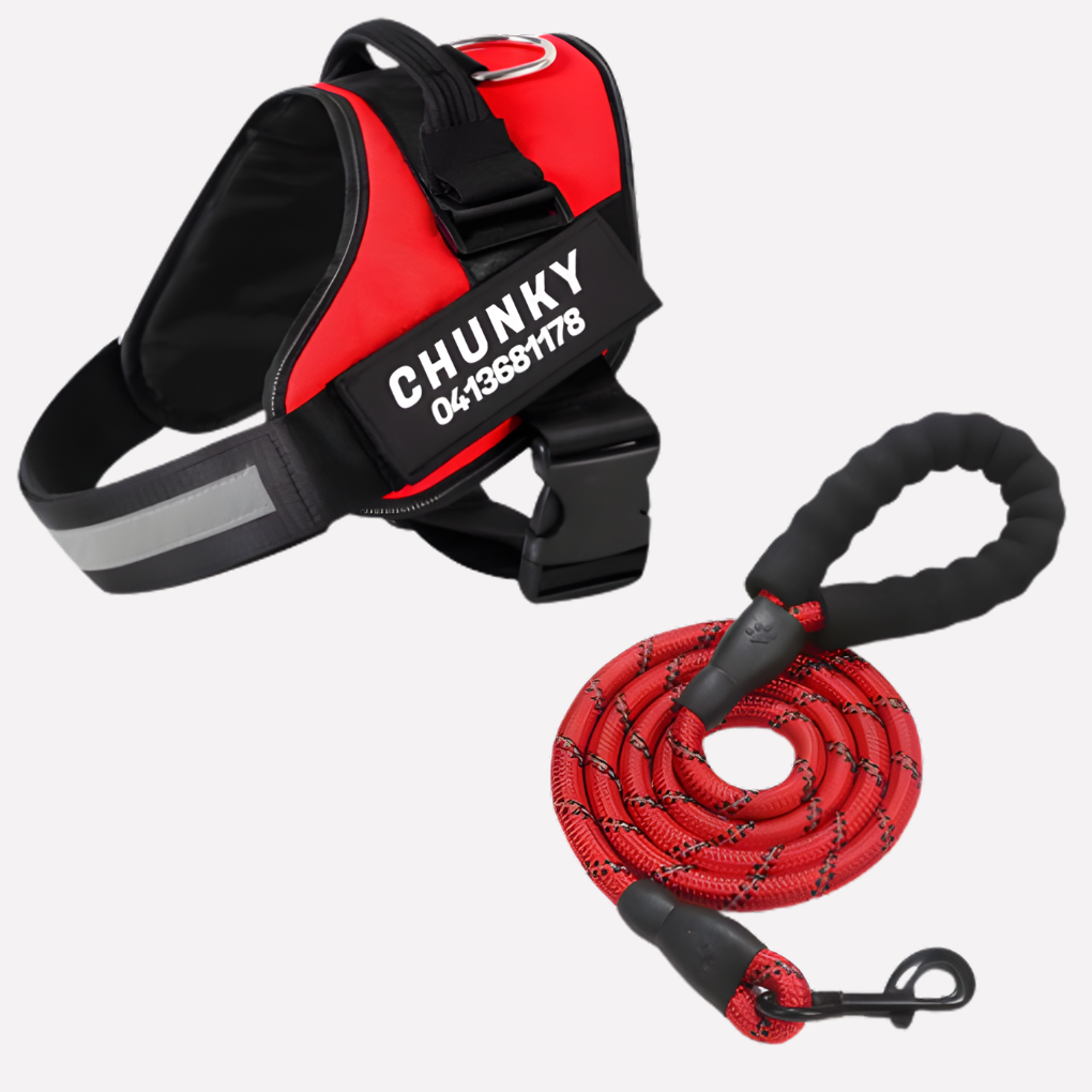 Davy | Personalized Front-Clip Dog Harness for No-Pull Walking