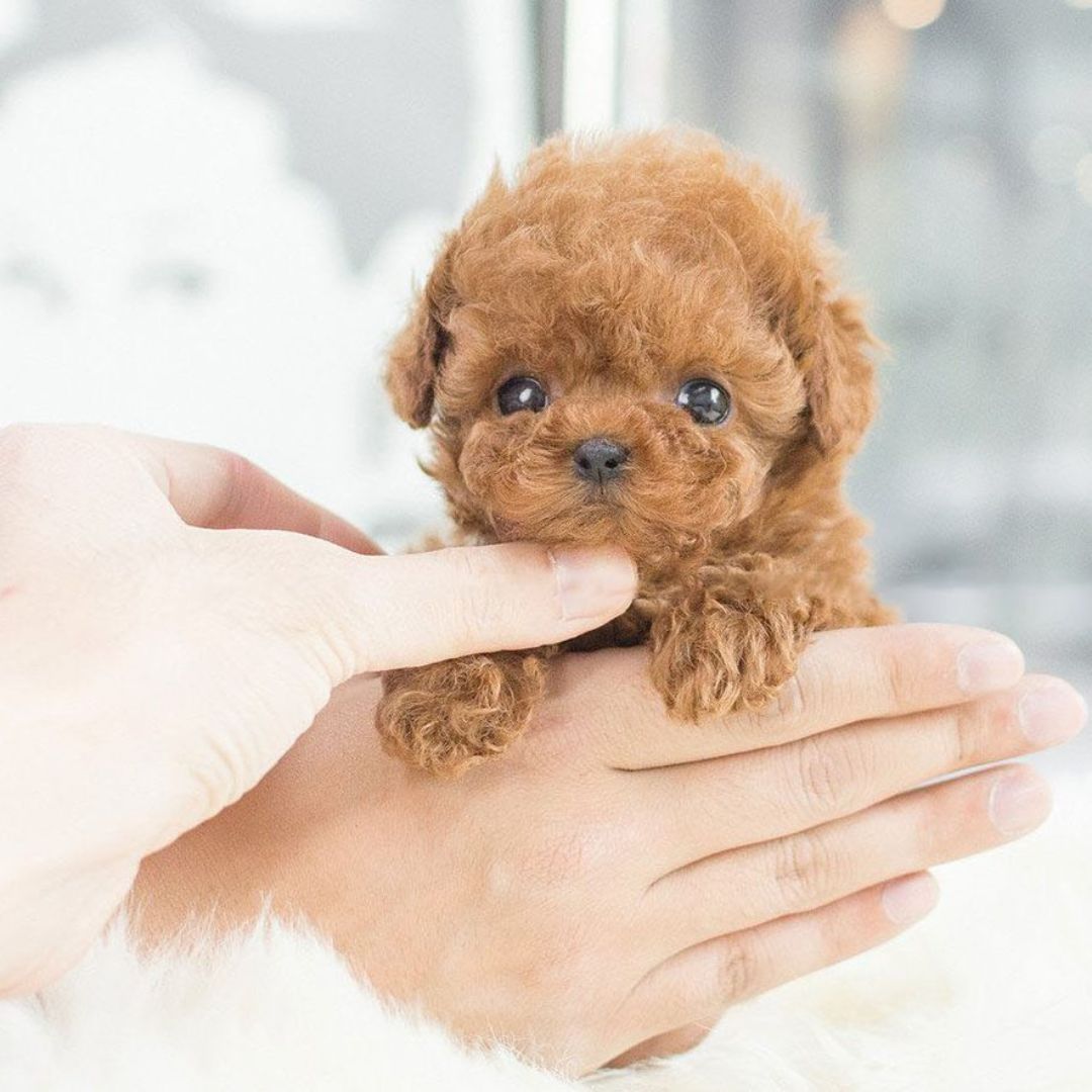Davy | Robot Puppy Toy Dogs Realistic Best Plush Pet for Kids