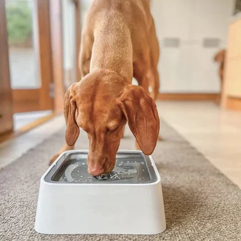 Dog Water Bowl
