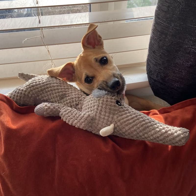 HARDPAW TOY – Durable Chew Toy for Small & Large Dogs