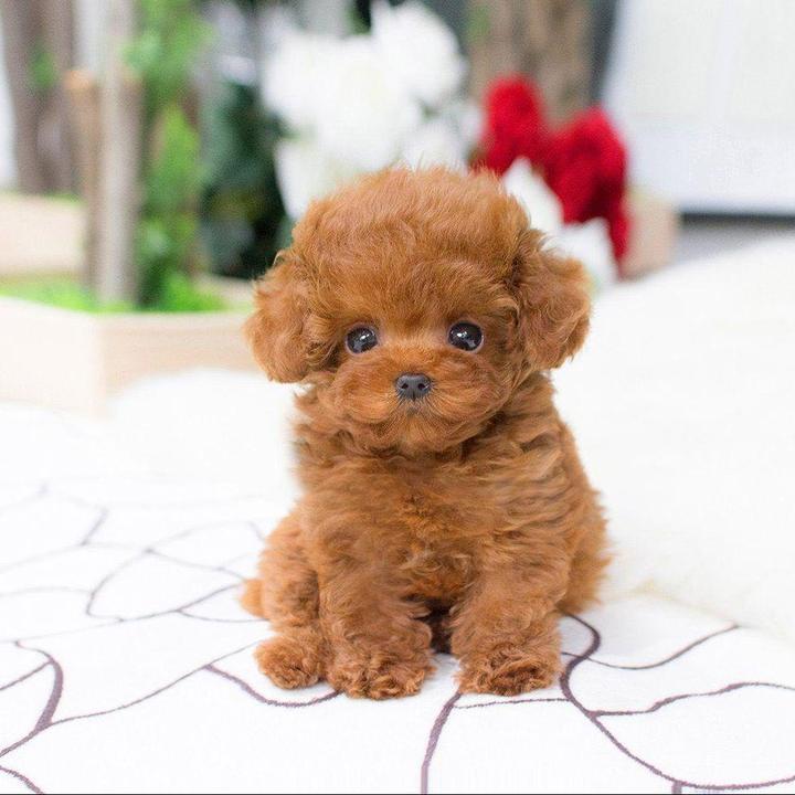 LieberTeddy™ 2.0 - A Realistic Pet Toy