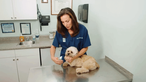MAX - Best Dog Nail Clippers with Fast Sensors