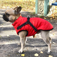 PawShield™ – La chaqueta 3 en 1 para perros