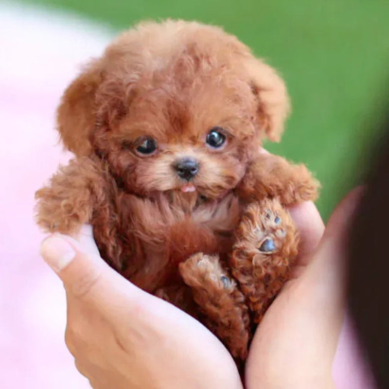 Realistic Interactive Robot Puppy