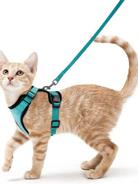 Harnais doux et sécurisés pour promener votre chat