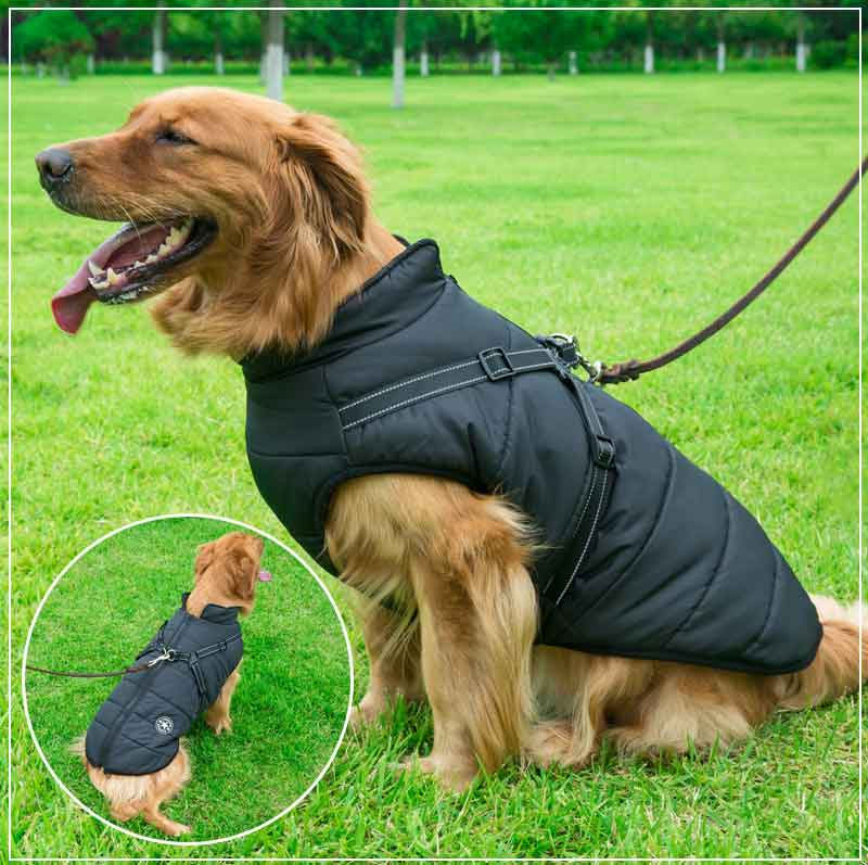 Manteau d’hiver imperméable pour chien avec harnais