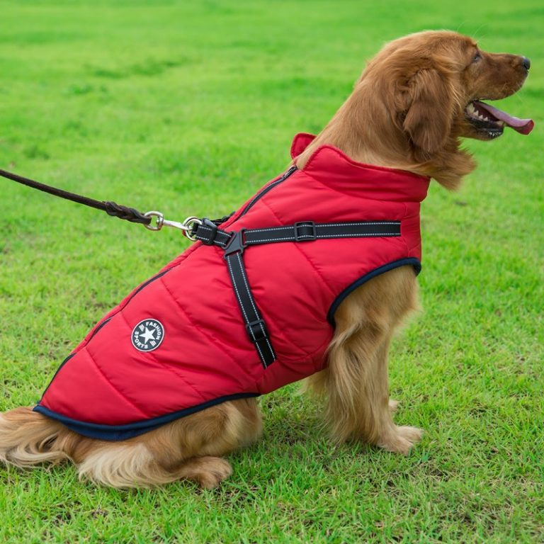 Manteau d’hiver imperméable pour chien avec harnais